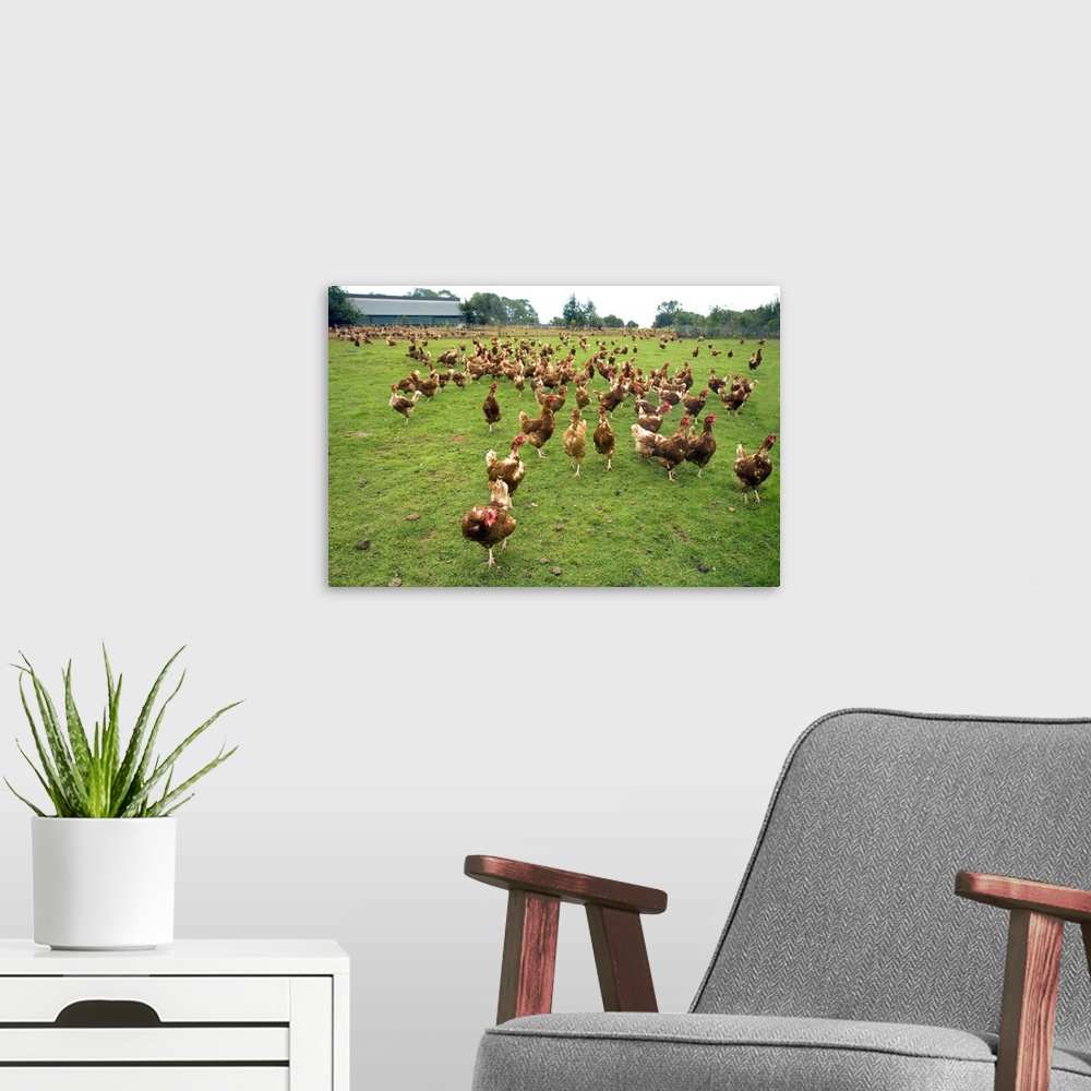 A modern room featuring Free Range Hens on Organic Farm.