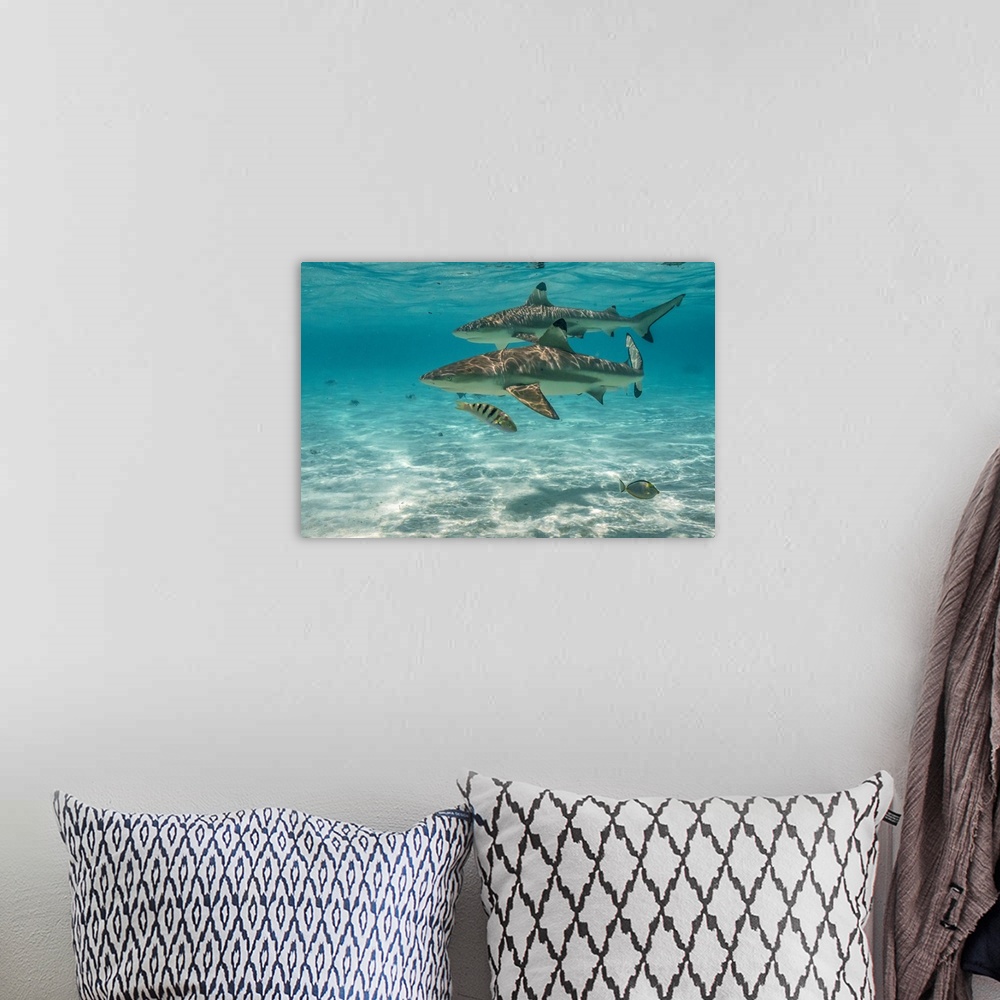 A bohemian room featuring French Polynesia, Moorea, Black-Tipped Reef Sharks