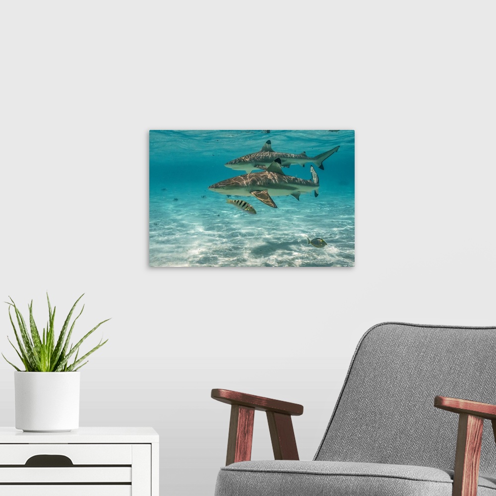 A modern room featuring French Polynesia, Moorea, Black-Tipped Reef Sharks