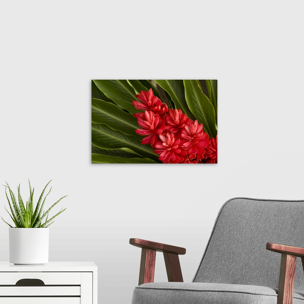 A modern room featuring French Polynesia. Tropical native flowers.
