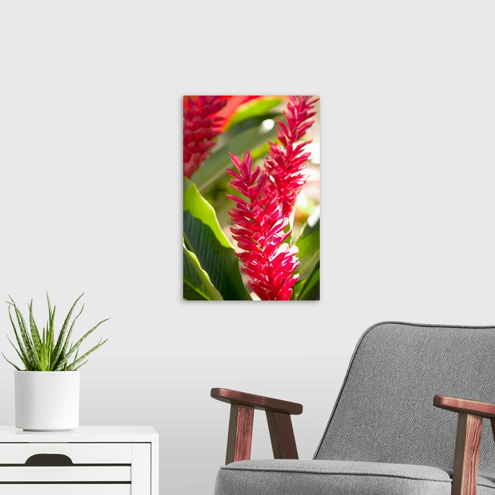A modern room featuring FRENCH WEST INDIES (FWI)-Guadaloupe-Grande-Terre-POINTE -A-PITRE:.Flower Market- Red Ginger (Alpi...