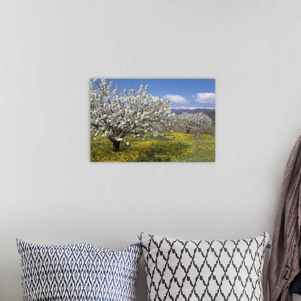 A bohemian room featuring Fruit blossoms, snow capped Mont Ventoux, Vaucluse, Provence, France