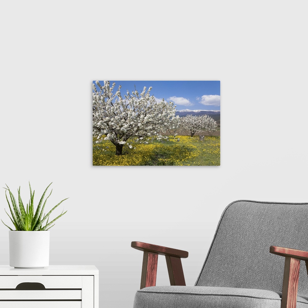 A modern room featuring Fruit blossoms, snow capped Mont Ventoux, Vaucluse, Provence, France
