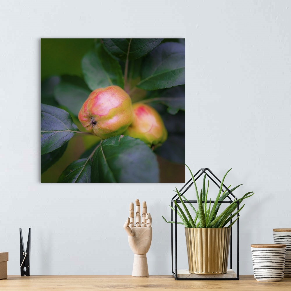 A bohemian room featuring Full Frame Of Apples On Branch