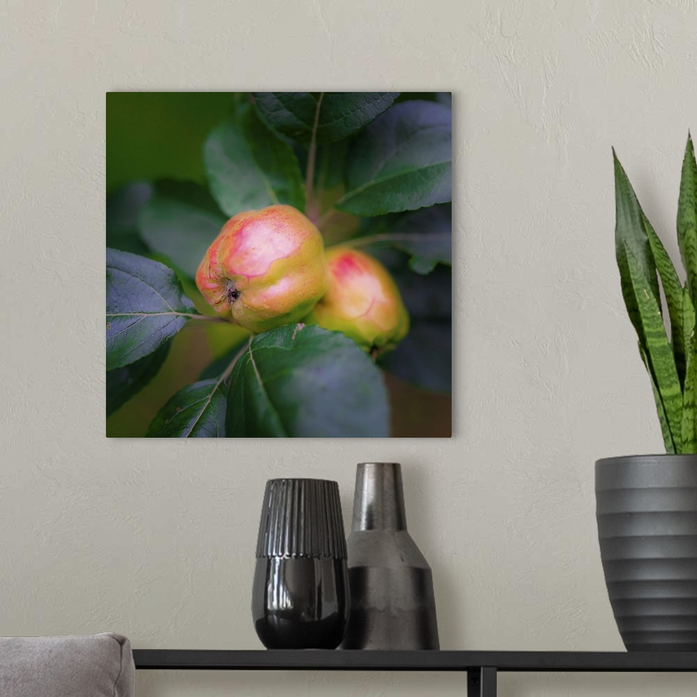 A modern room featuring Full Frame Of Apples On Branch