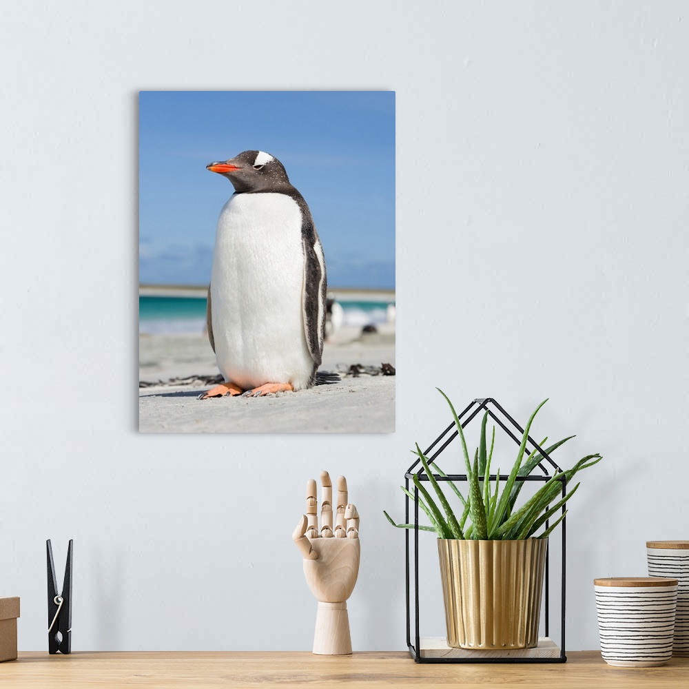 A bohemian room featuring Gentoo Penguin (Pygoscelis papua), Falkland Islands. South America, Falkland Islands, January.