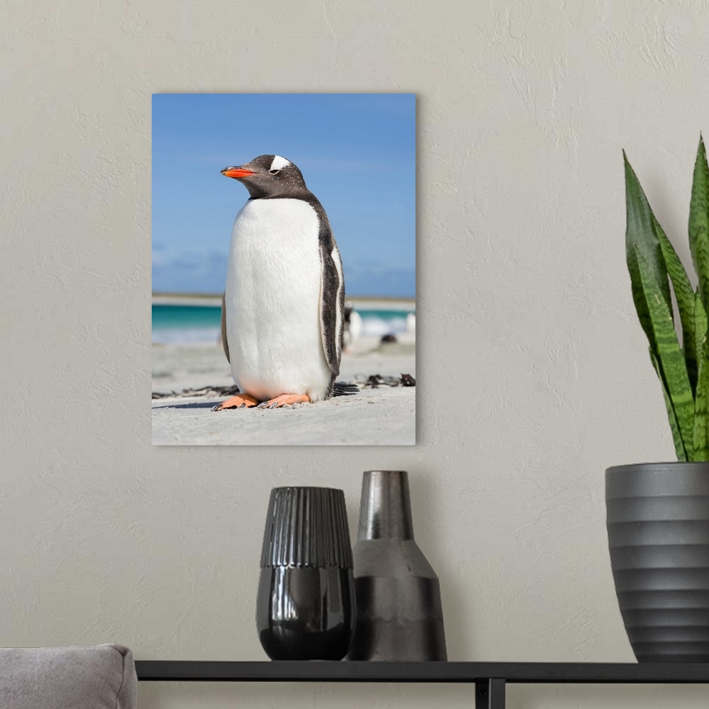 A modern room featuring Gentoo Penguin (Pygoscelis papua), Falkland Islands. South America, Falkland Islands, January.
