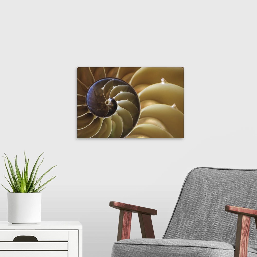 A modern room featuring USA, Georgia, Abstract of a nautilus shell.
