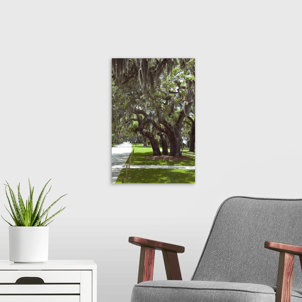 A modern room featuring Georgia, Jekyll Island. Southern Live Oak tree (Quercus virginiana) covered in Spanish moss (Till...