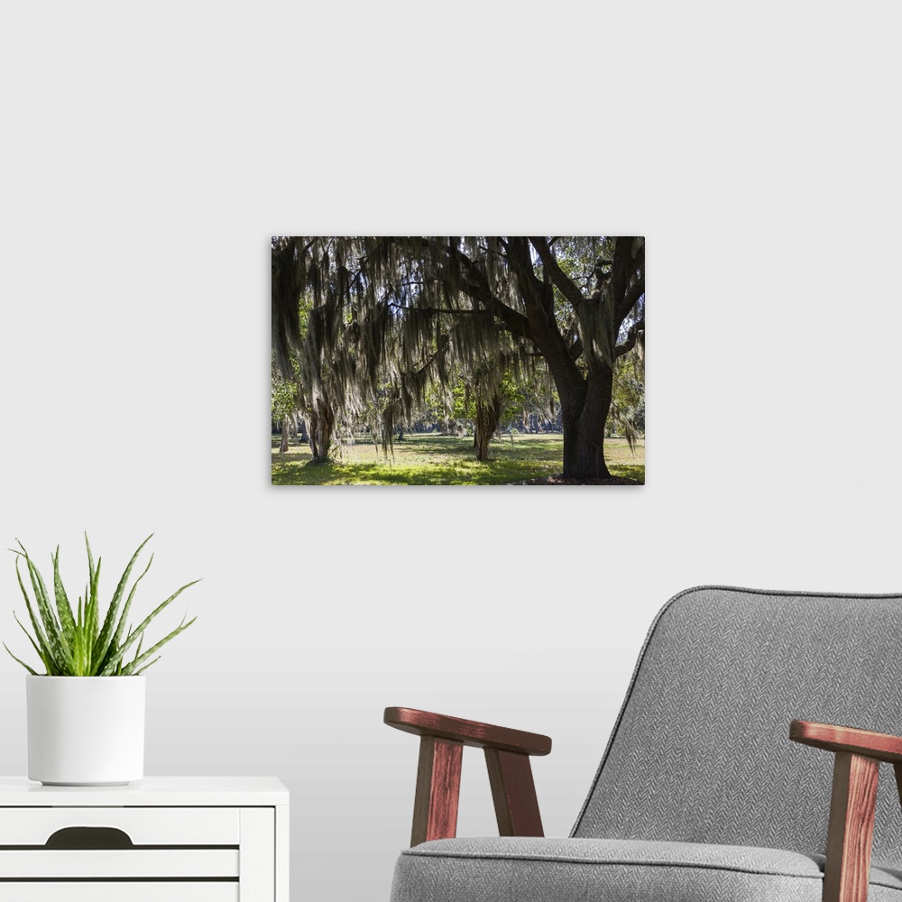 A modern room featuring Georgia, St. Simons Island, Fort Frederica National Monument, live oak trees.