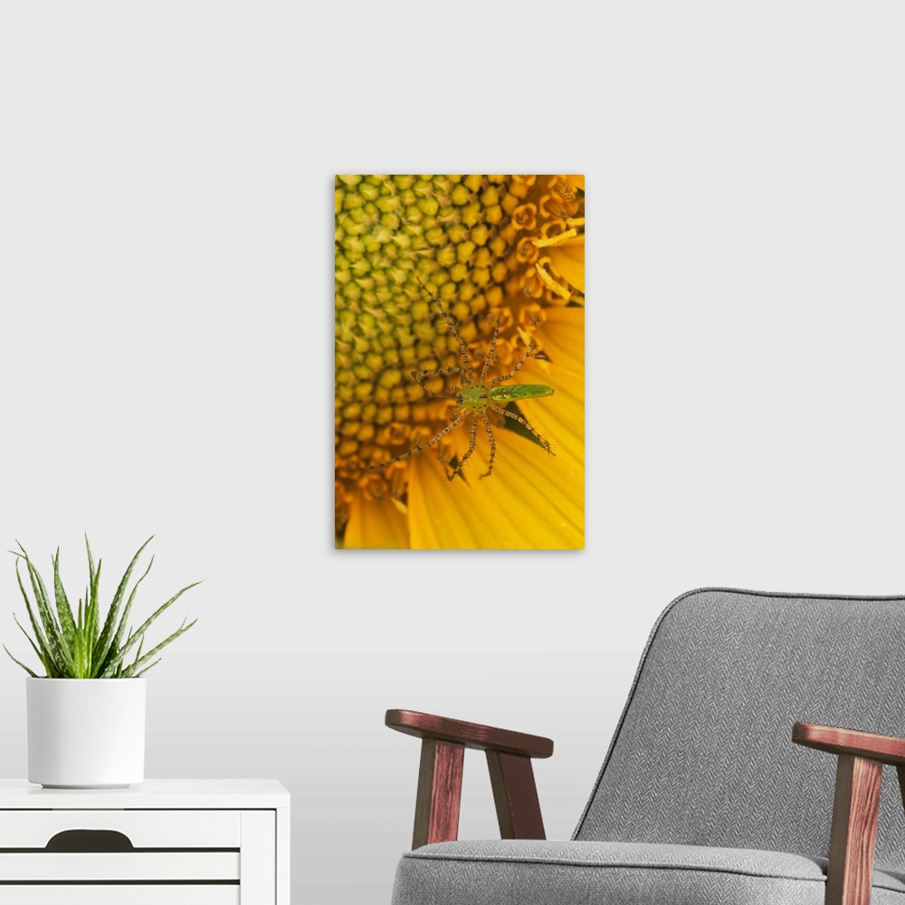 A modern room featuring North America, USA, Georgia. Sunflower with Lynx spider.