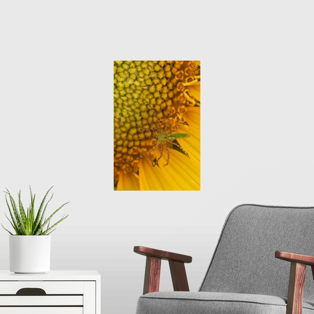 A modern room featuring North America, USA, Georgia. Sunflower with Lynx spider.