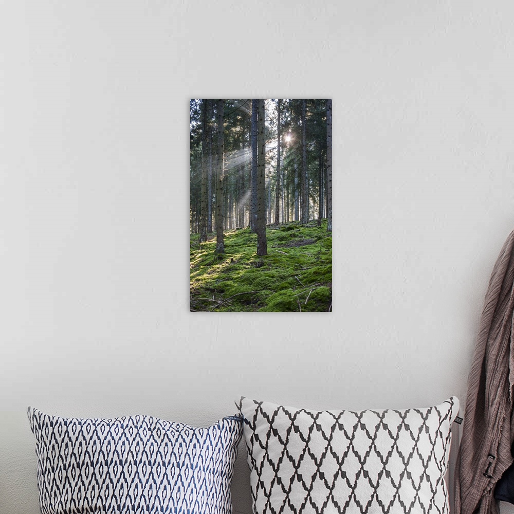 A bohemian room featuring Germany, Baden-Wurttemburg, Black Forest, Titisee-Neustadt, Neustadt town, morning light.