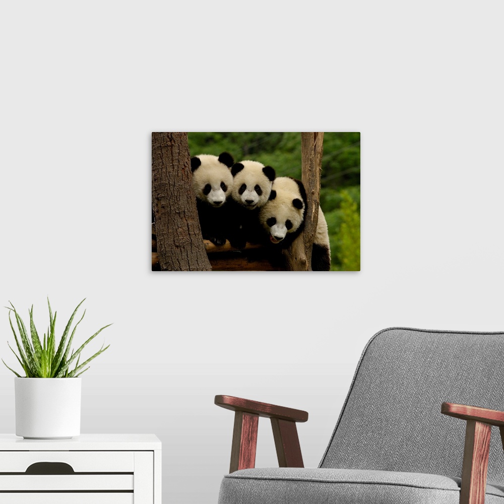 A modern room featuring Giant panda babies (Ailuropoda melanoleuca) Family: Ailuropodidae. Wolong China Conservation and ...