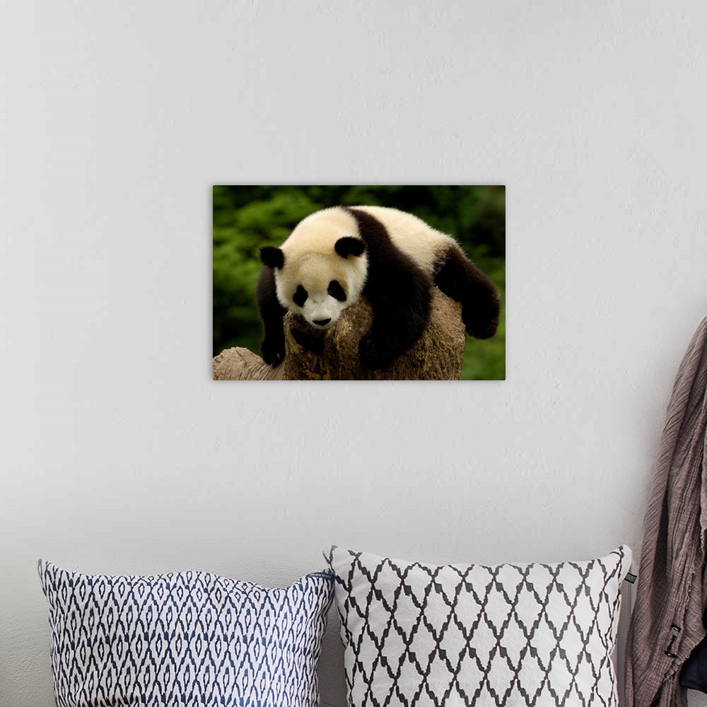 A bohemian room featuring Giant panda baby (Ailuropoda melanoleuca) Family: Ailuropodidae. Wolong China Conservation and Re...