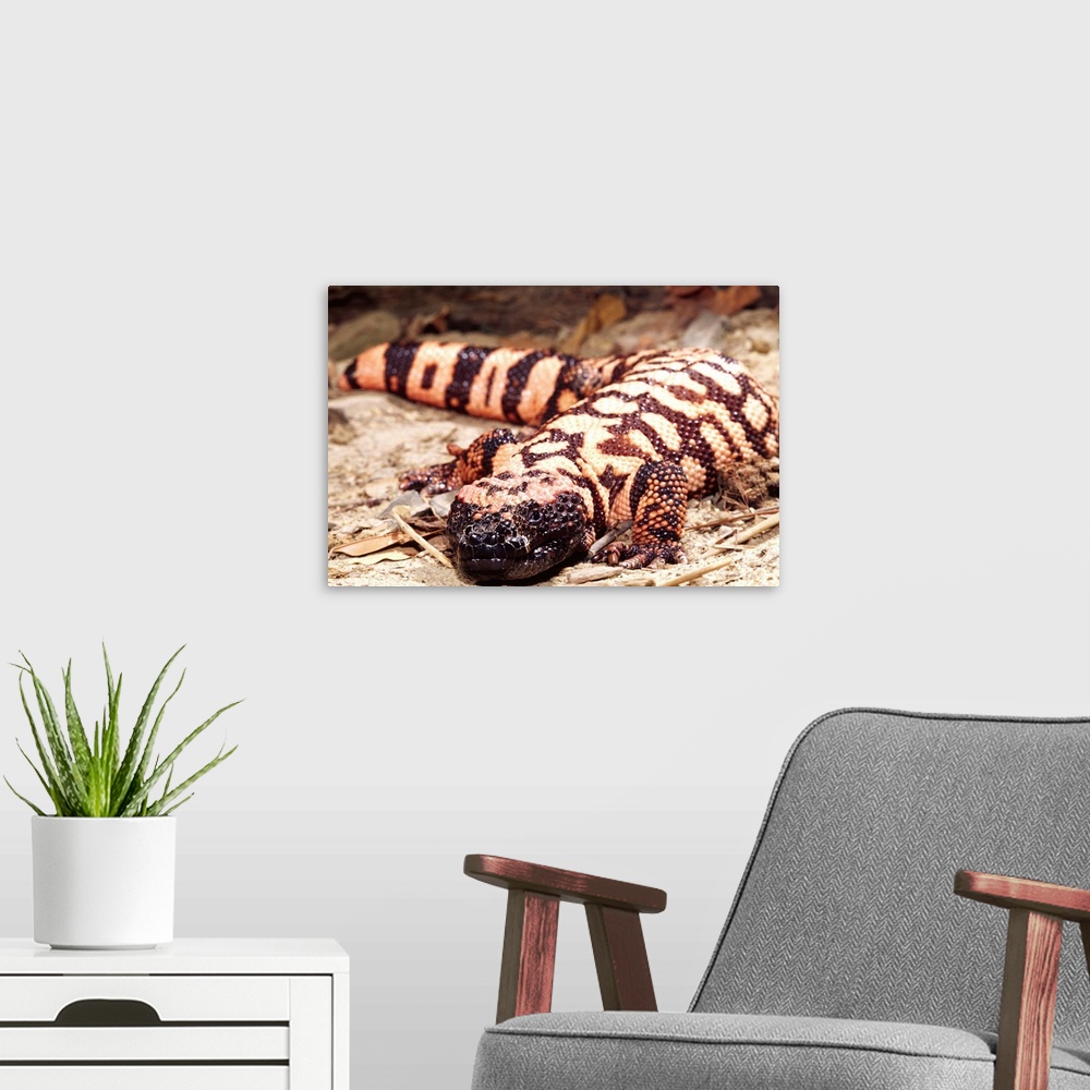 A modern room featuring Gila Monster.Heloderma suspectum.Native to South Western US