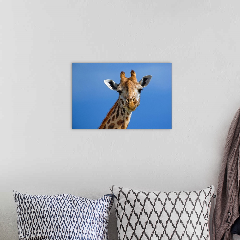 A bohemian room featuring Giraffe, Giraffa camelopardalis tippelskirchi, Masai Mara Game Reserve, Kenya.