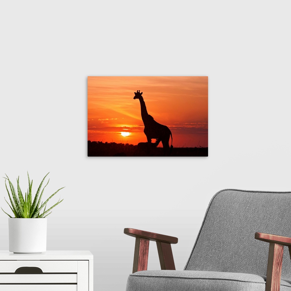 A modern room featuring Giraffe (Giraffa camelopardalis tippedskirch) suckling young one at sunrise, Maasai Mara wildlife...