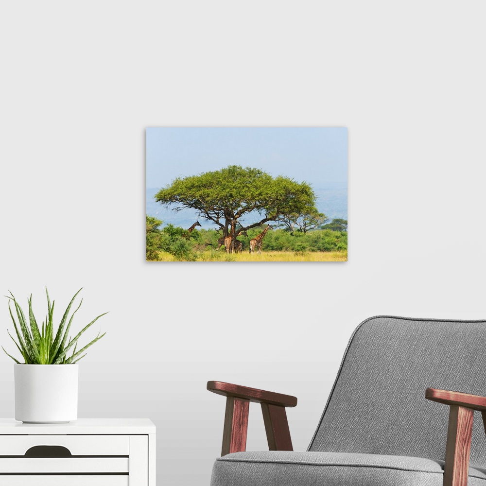 A modern room featuring Giraffes under an acacia tree on the savanna, Murchison Falls National park, Uganda