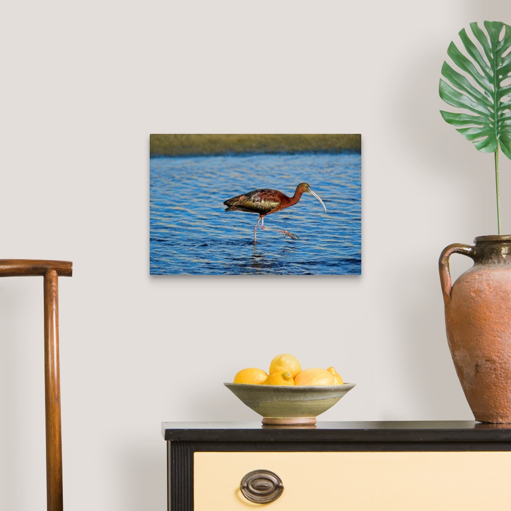 A traditional room featuring USA, California, Los Angeles. Glossy ibis in breeding plumage