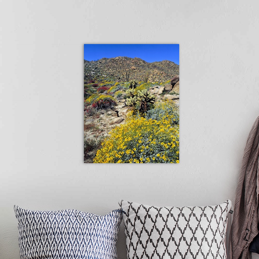 A bohemian room featuring USA, California, Anza-Borrego Desert State Park. Golden brittlebrush grows in the arid soil of An...