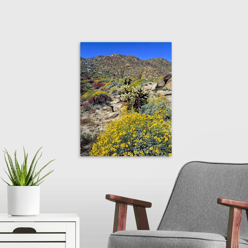 A modern room featuring USA, California, Anza-Borrego Desert State Park. Golden brittlebrush grows in the arid soil of An...