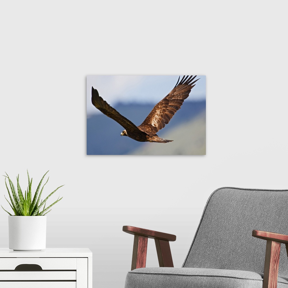 A modern room featuring Golden Eagle (Aquila chryseatos) adult in flight, an endangered species of raptor