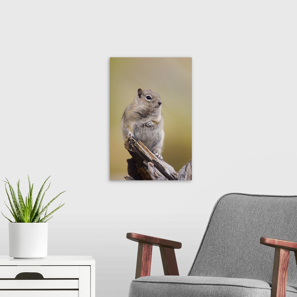 A modern room featuring Golden-mantled Ground Squirrel, Spermophilus lateralis, adult on log, Rocky Mountain National Par...