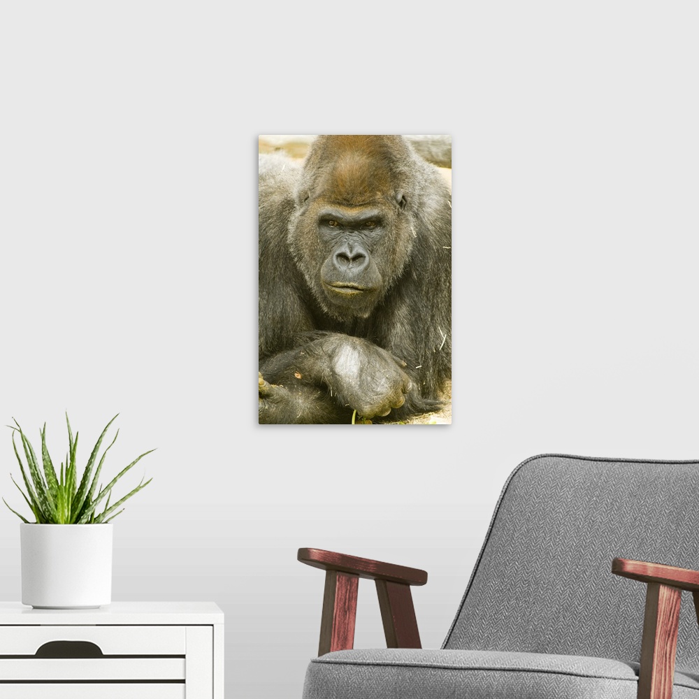 A modern room featuring Gorilla strikes pensive pose. Captive