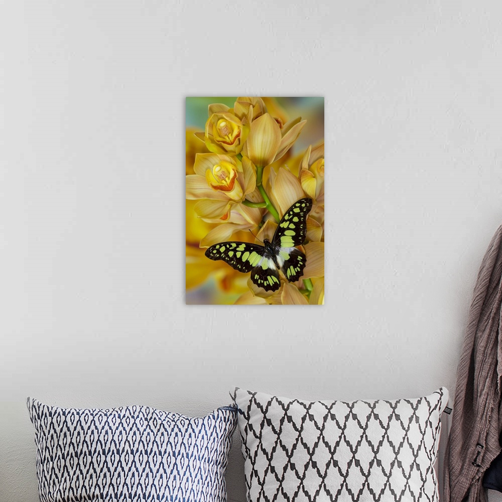 A bohemian room featuring Graphium tynderaeus butterfly on large golden cymbidium orchid