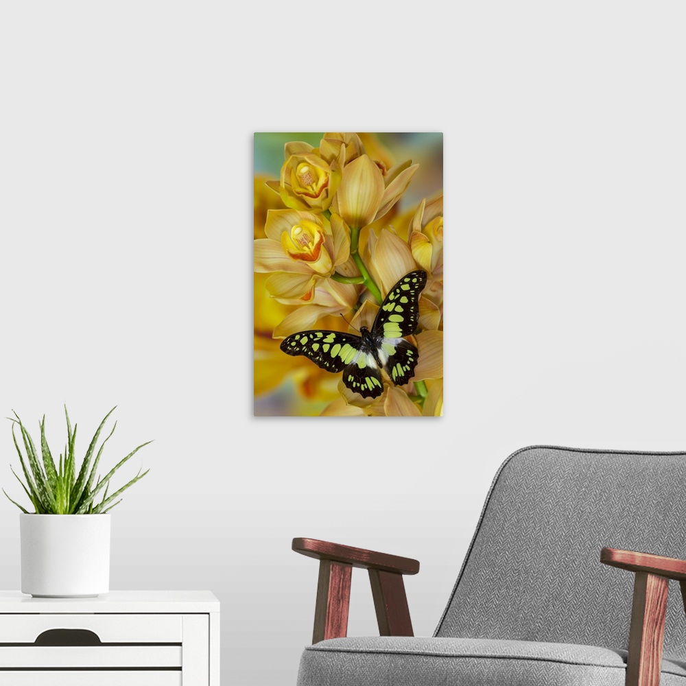A modern room featuring Graphium tynderaeus butterfly on large golden cymbidium orchid