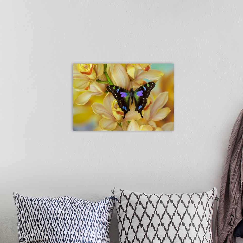 A bohemian room featuring Graphium weiski butterfly on large golden cymbidium orchid