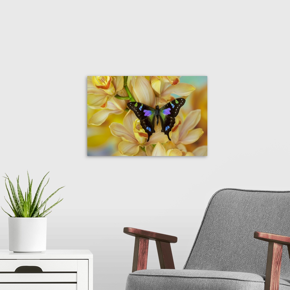 A modern room featuring Graphium weiski butterfly on large golden cymbidium orchid