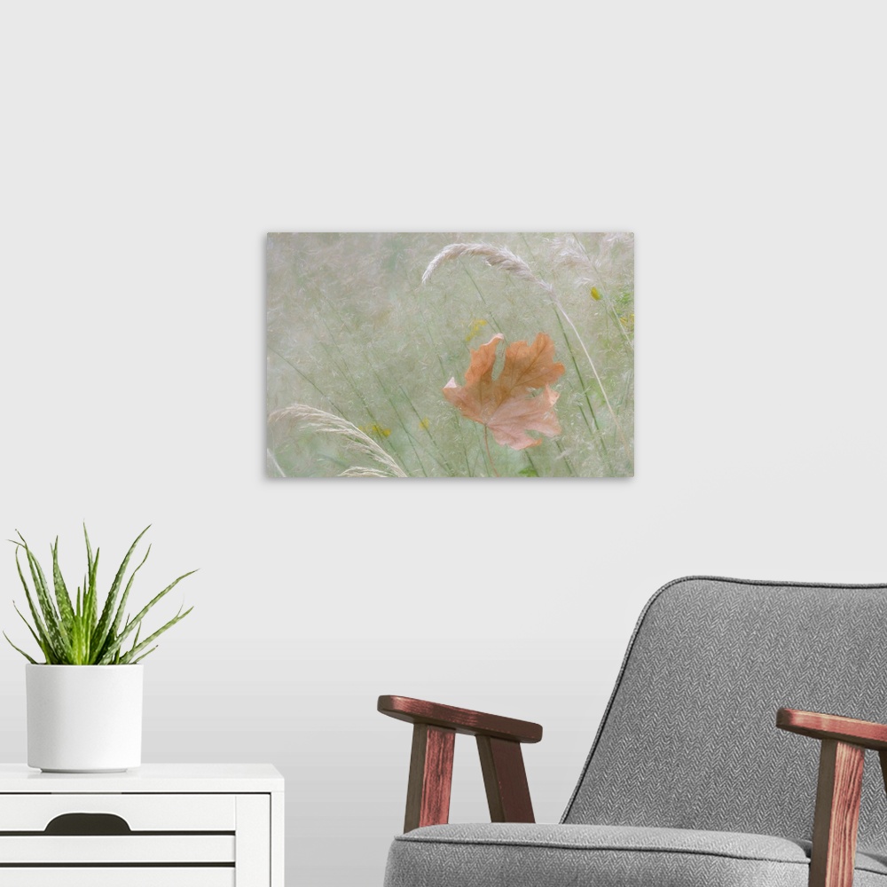 A modern room featuring USA, Washington, Seabeck. Grassy meadow and maple leaf.