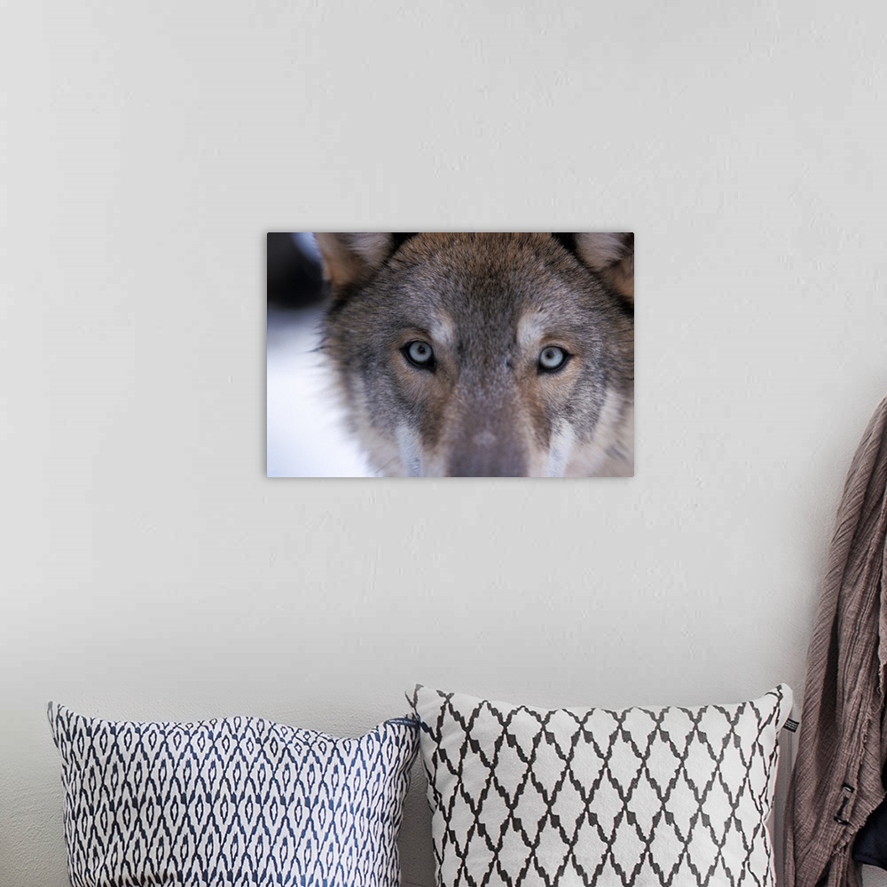 A bohemian room featuring Gray wolf (Canis lupus), eyes close up in the foothills of the Takshanuk mountains, northern sout...