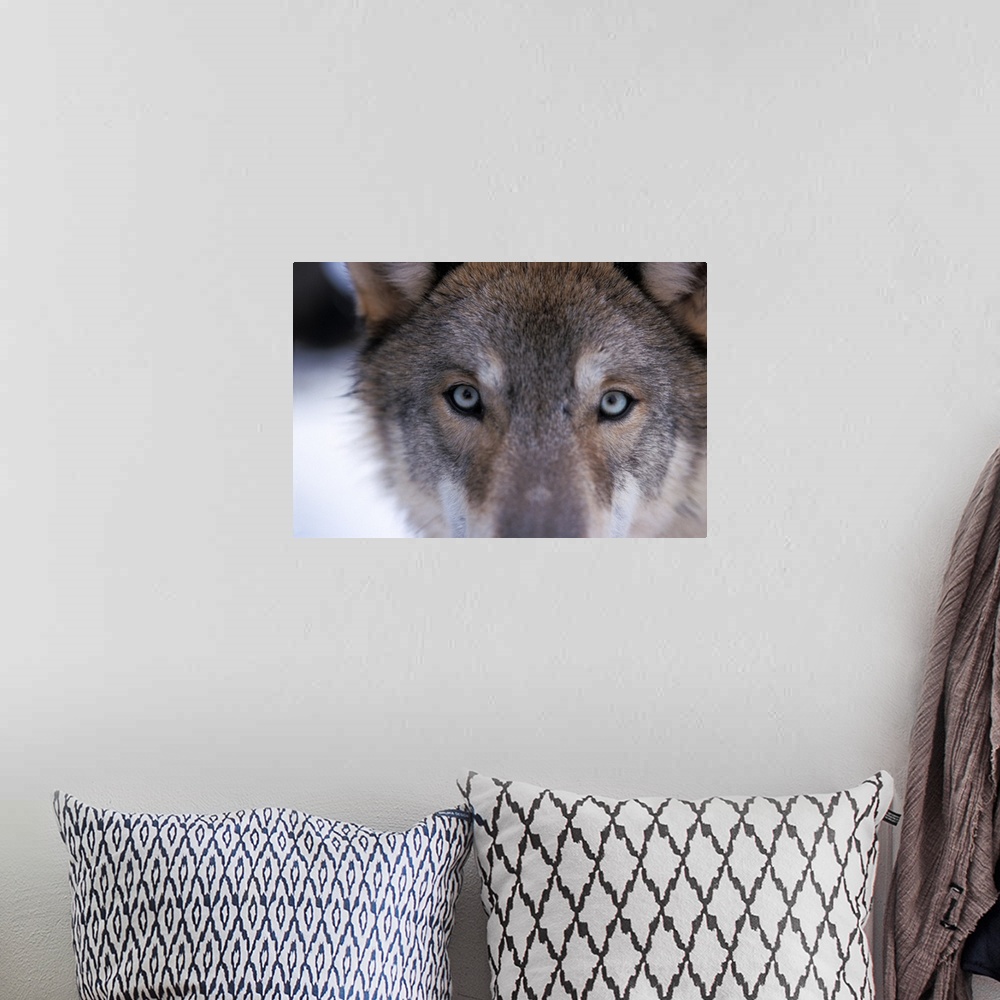 A bohemian room featuring Gray wolf (Canis lupus), eyes close up in the foothills of the Takshanuk mountains, northern sout...