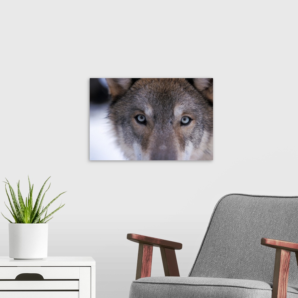 A modern room featuring Gray wolf (Canis lupus), eyes close up in the foothills of the Takshanuk mountains, northern sout...
