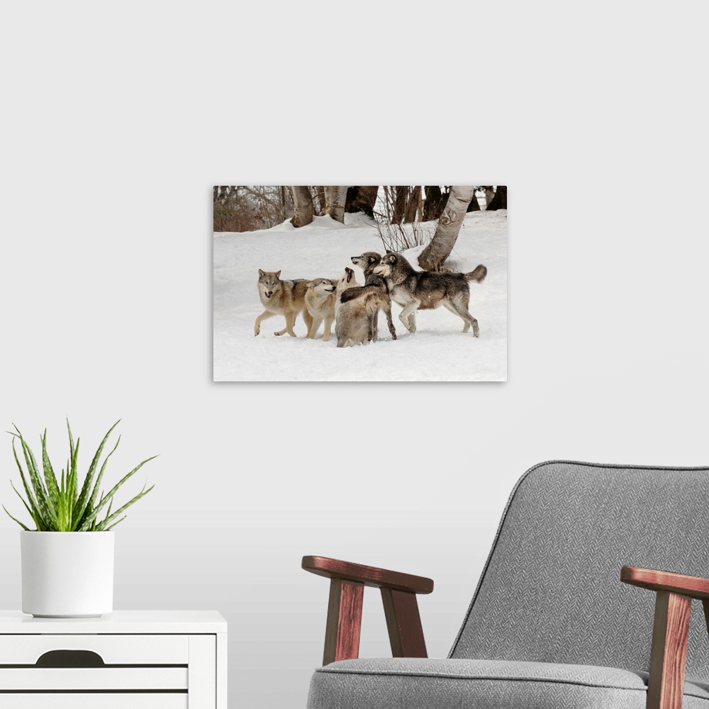 A modern room featuring Gray Wolf or Timber Wolf, (Captive Situation)-Canis lupis, Montana-