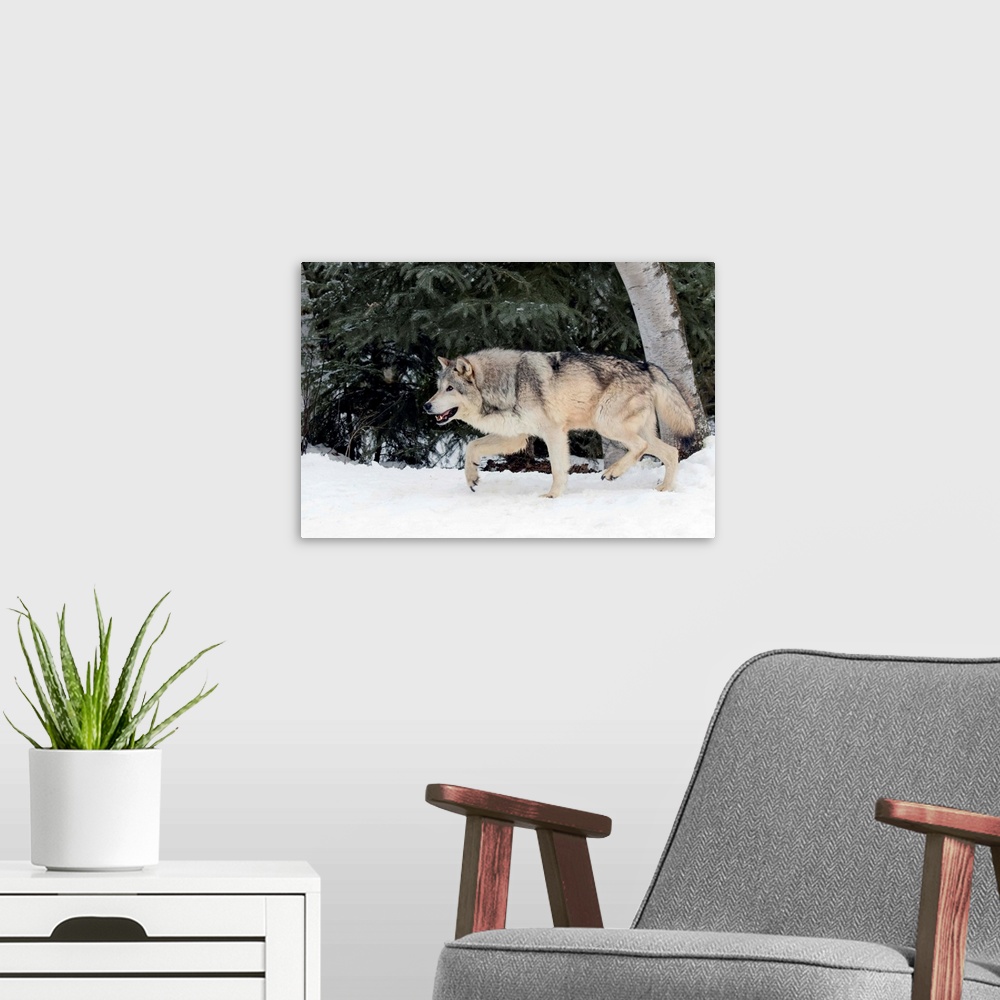 A modern room featuring Gray Wolf or Timber Wolf in winter, (Captive Situation)-Canis lupis, Montana-