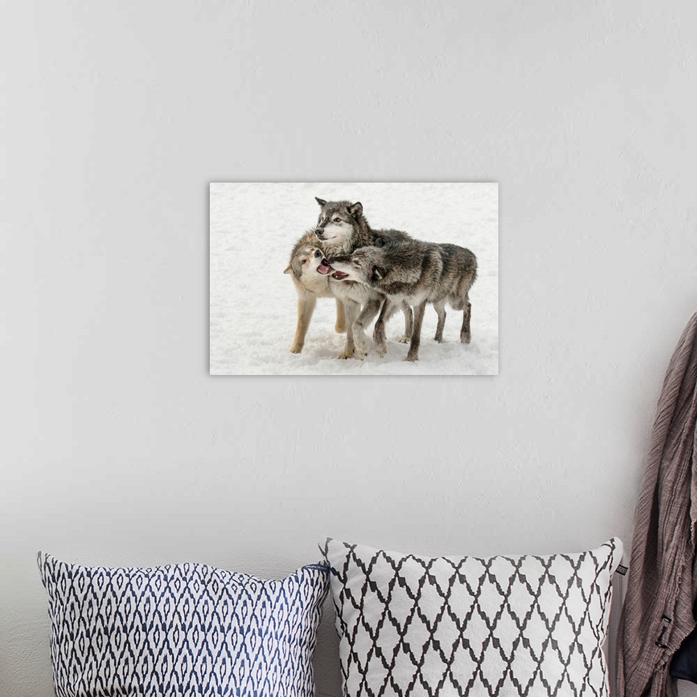 A bohemian room featuring Gray Wolf or Timber Wolf , pack behavior in winter, (Captive Situation)-Canis lupis, Montana-
