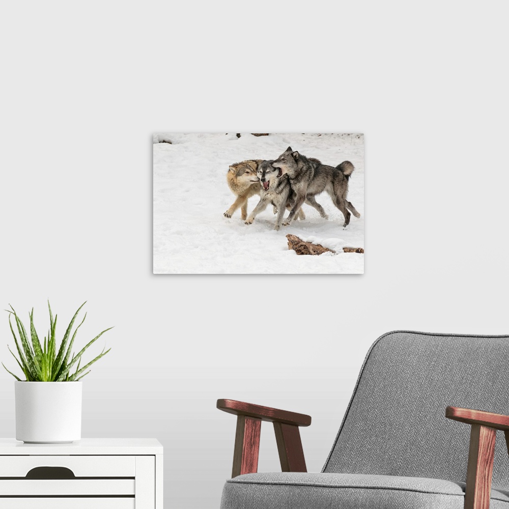 A modern room featuring Gray Wolf or Timber Wolf , pack behavior in winter, (Captive Situation)-Canis lupis, Montana-