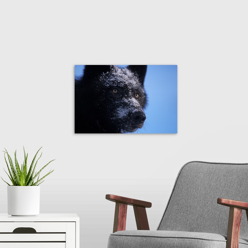 A modern room featuring Gray wolf (Canis lupus) female with a black coat in the foothills of the Takshanuk mountains, nor...