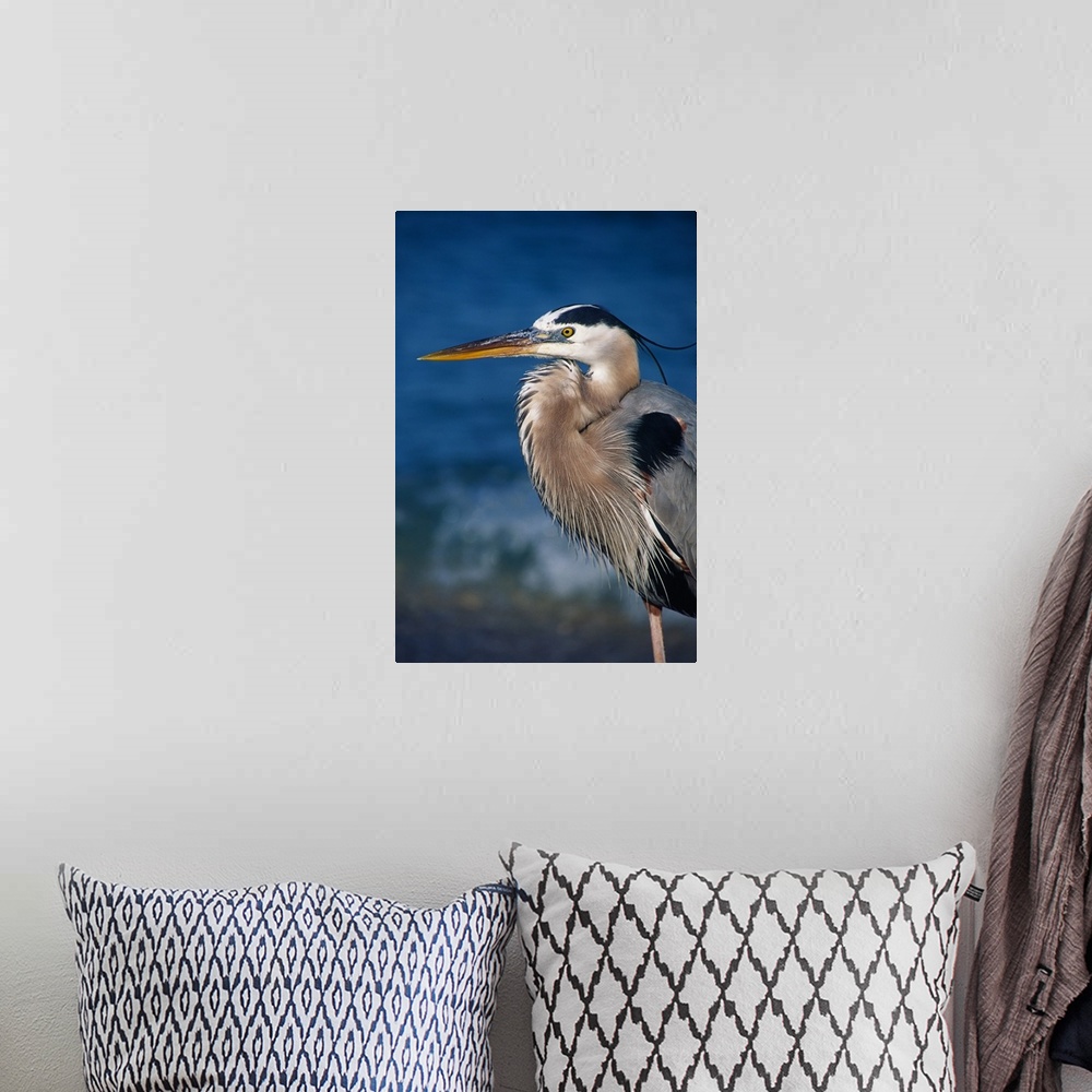 A bohemian room featuring Great Blue Heron (Ardea herodias) in breeding plumage. USA, Florida, Sanibel Island