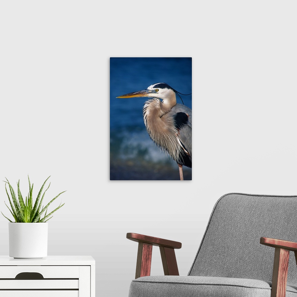 A modern room featuring Great Blue Heron (Ardea herodias) in breeding plumage. USA, Florida, Sanibel Island