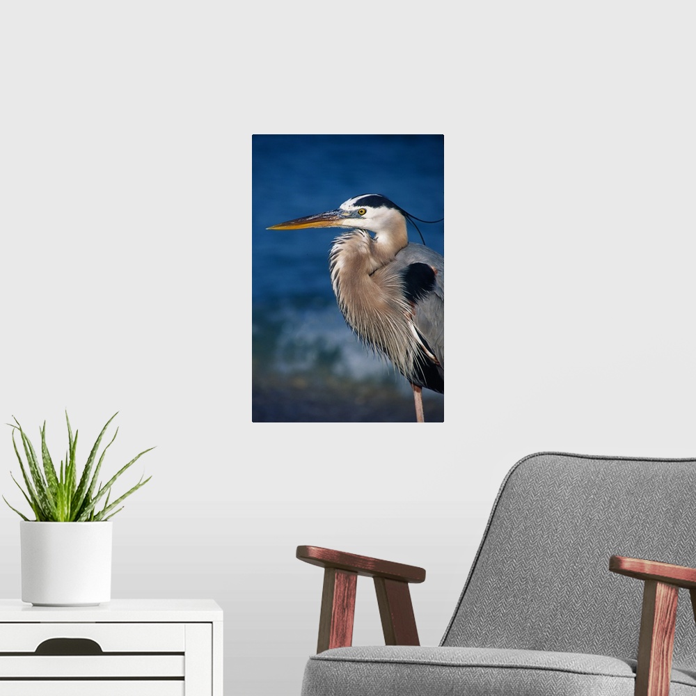 A modern room featuring Great Blue Heron (Ardea herodias) in breeding plumage. USA, Florida, Sanibel Island