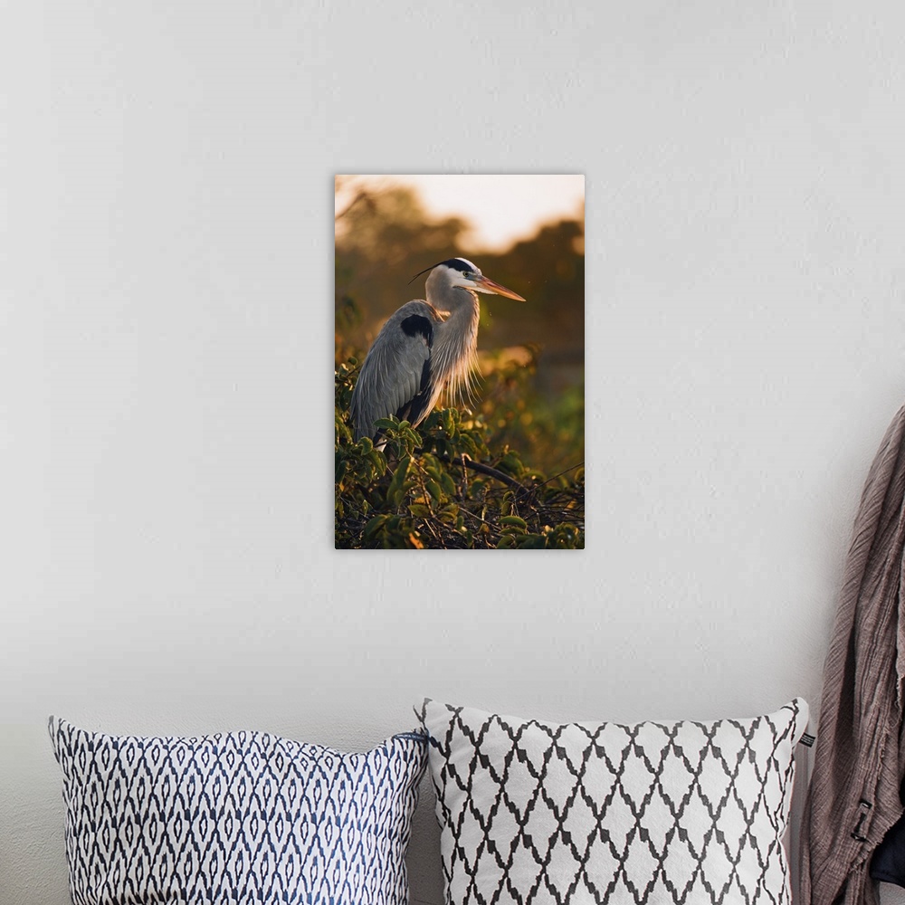 A bohemian room featuring Great Blue Heron near nest at sunrise, Wakodahathcee Wetlands, near Delray Beach, Florida. Ardea ...