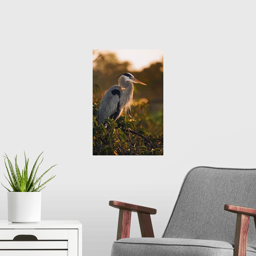 A modern room featuring Great Blue Heron near nest at sunrise, Wakodahathcee Wetlands, near Delray Beach, Florida. Ardea ...