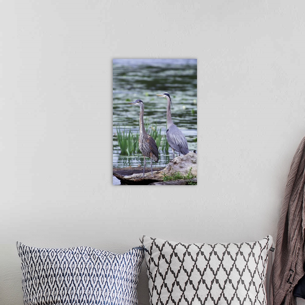 A bohemian room featuring USA, Washington State, Juanita Bay Wetlands. Great Blue Heron pair standing on log