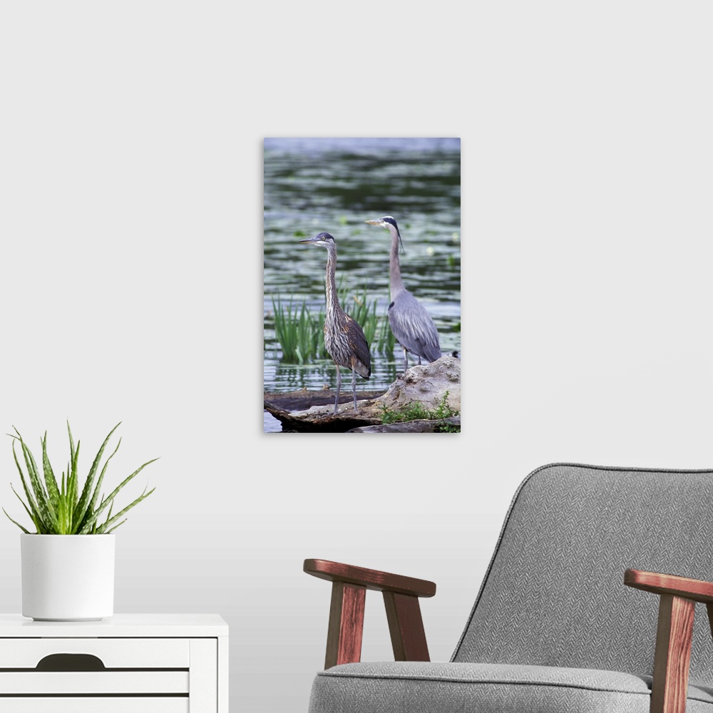 A modern room featuring USA, Washington State, Juanita Bay Wetlands. Great Blue Heron pair standing on log