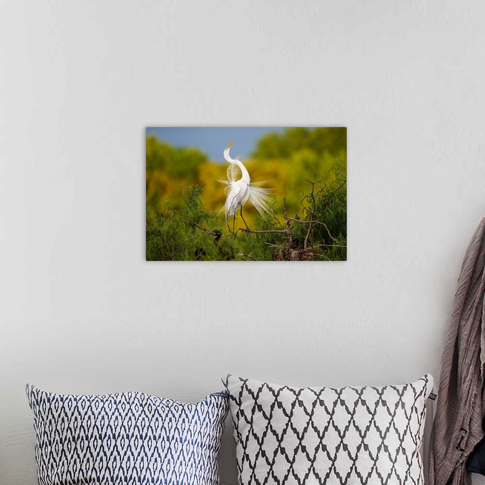 A bohemian room featuring Great Egret (Ardea alba) adult displaying